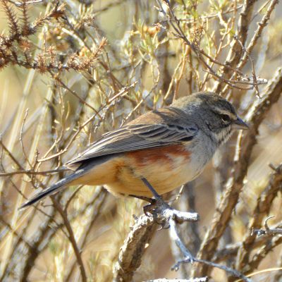 Rufous-Sided Warbling Finch (2)